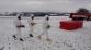 4 DSC03133.JPG