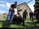 20130512C_krava_Kr08.jpg