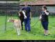 20130512C_krava_Kr09.jpg