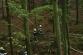 CV_forest fire