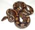 800px-Ball_python_lucy.jpg