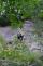 cviceniIZSzachrana3muzuBudisovnadBud (8).JPG