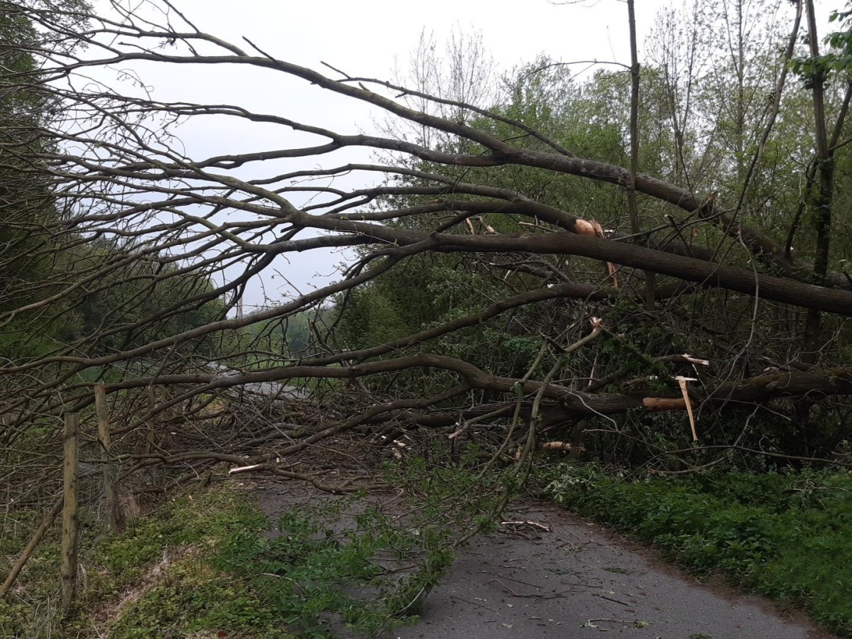 003 - padlý strom přes vozovku.jpg