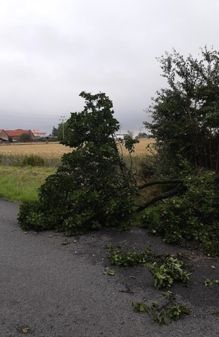 005 - vyvrácený strom - okres Kolín.png