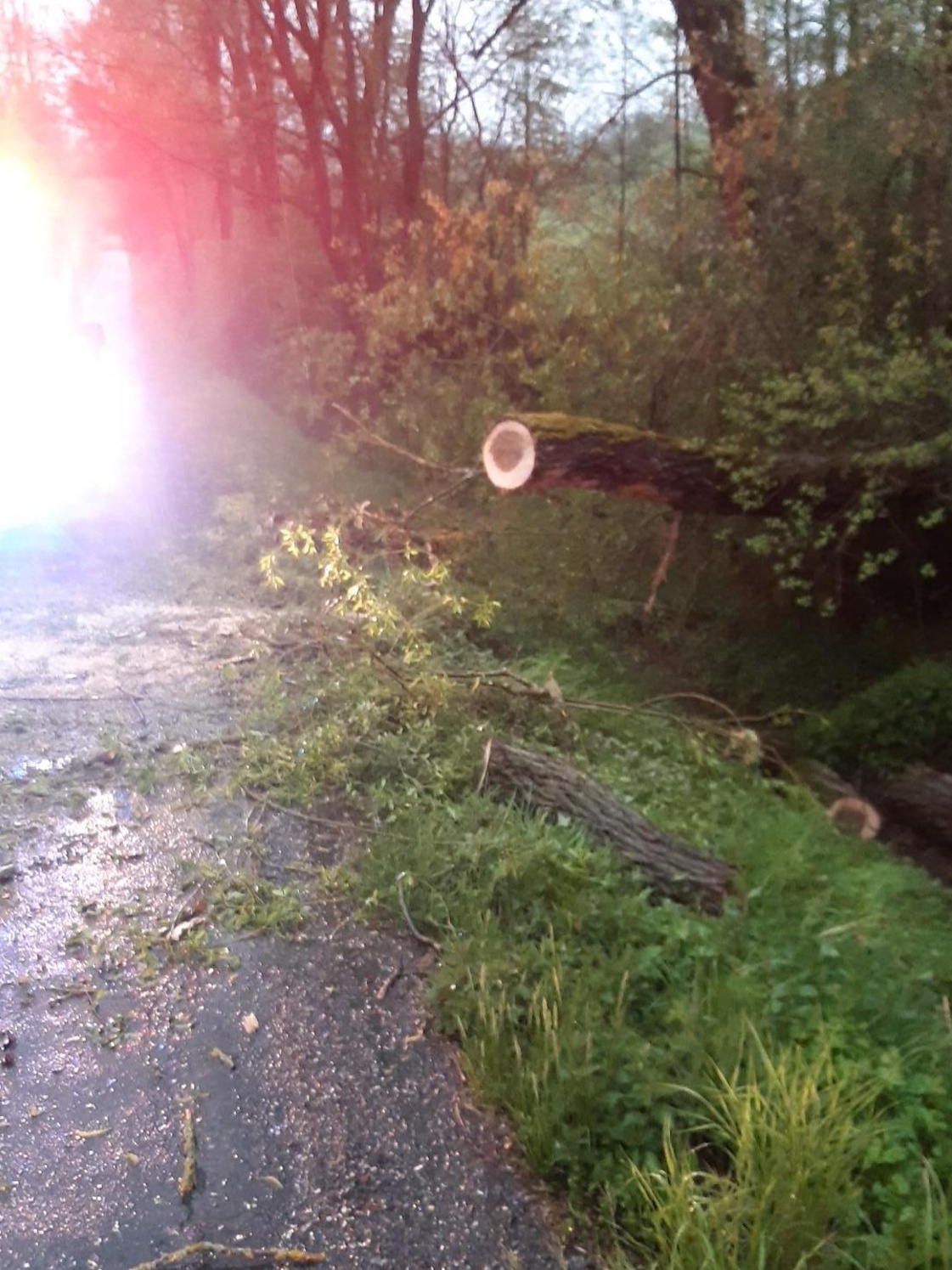 008 - odstraňování padlého stromu.jpg