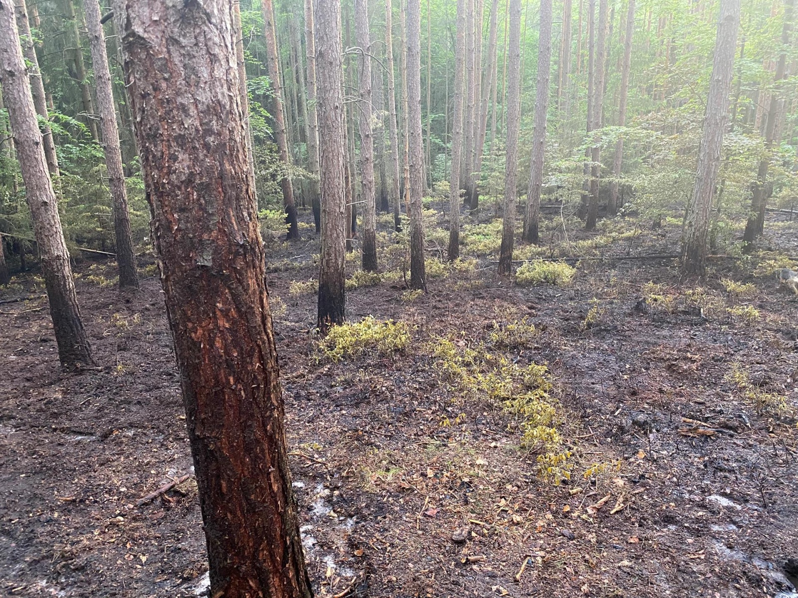 010-Požár hrabanky v CHKO Kokořínsko - Máchův kraj na Mělnicku.jpg