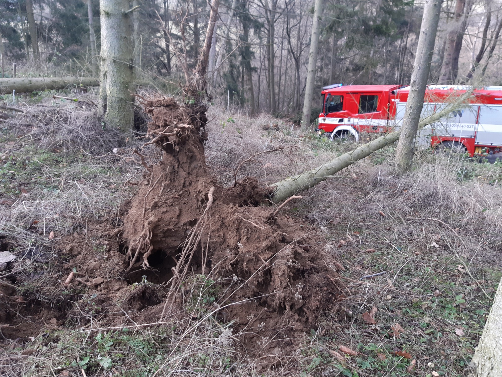 014-Vysoký Chlumec-strom spadlý na hasičské auto, pohled na vývrat od kořene.jpg