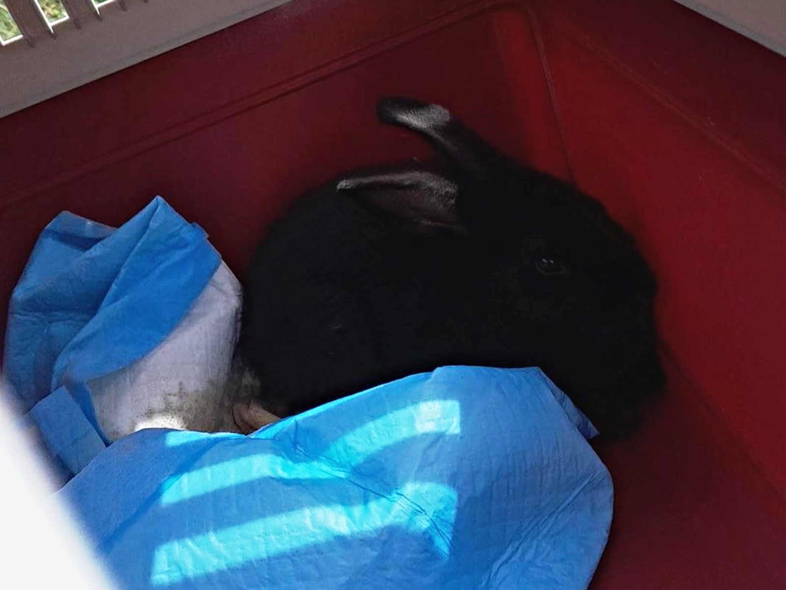 017-Uvězněný králík v motoru auta.jpg