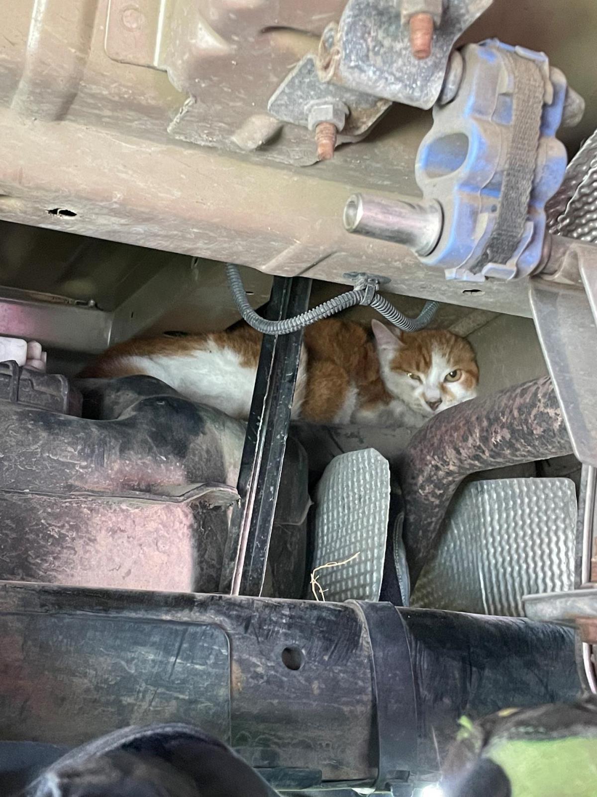 019-Uvězněný kocour za nápravou auta.jpg