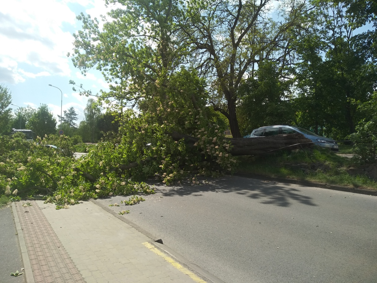 1 Strom přes cestu