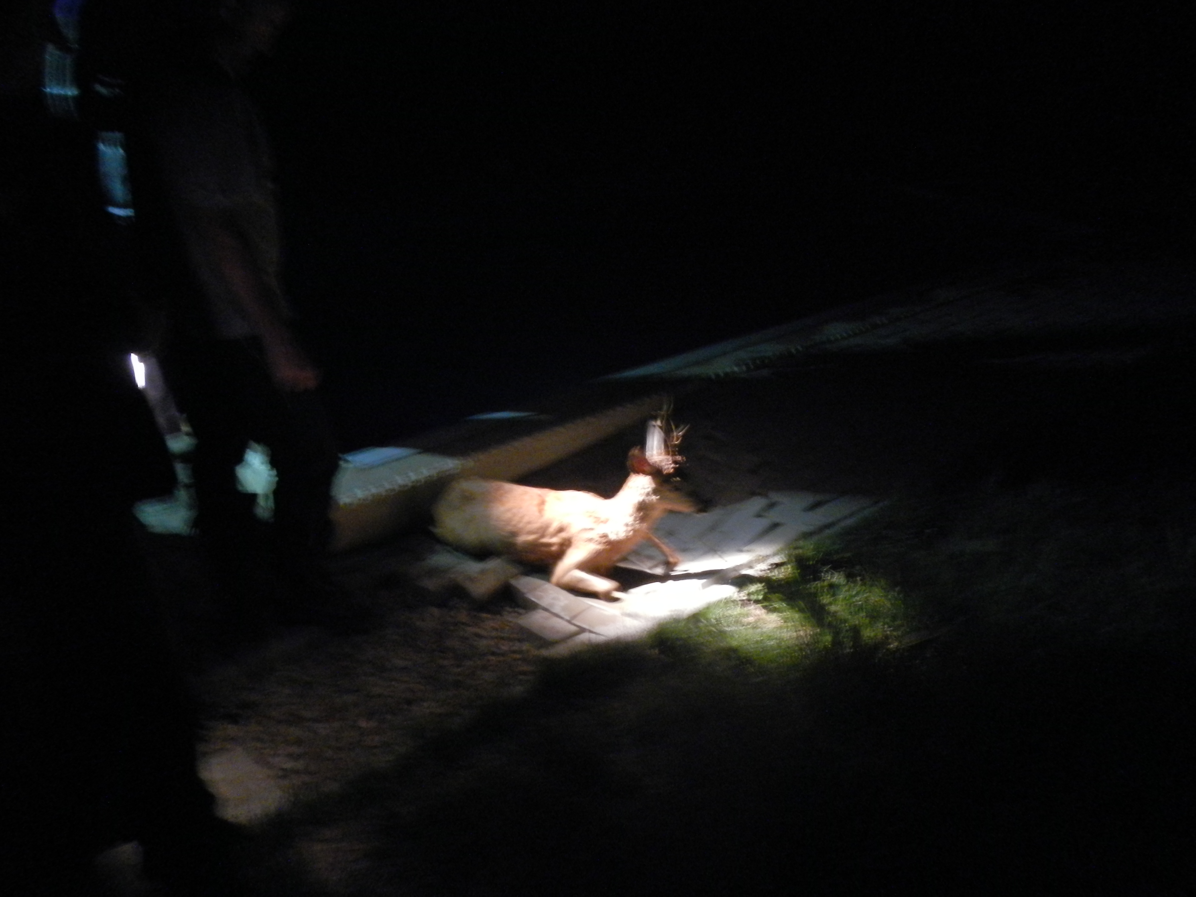 1 Záchrana srnce, Smrkovice - 14. 8. 2013 (2).jpg