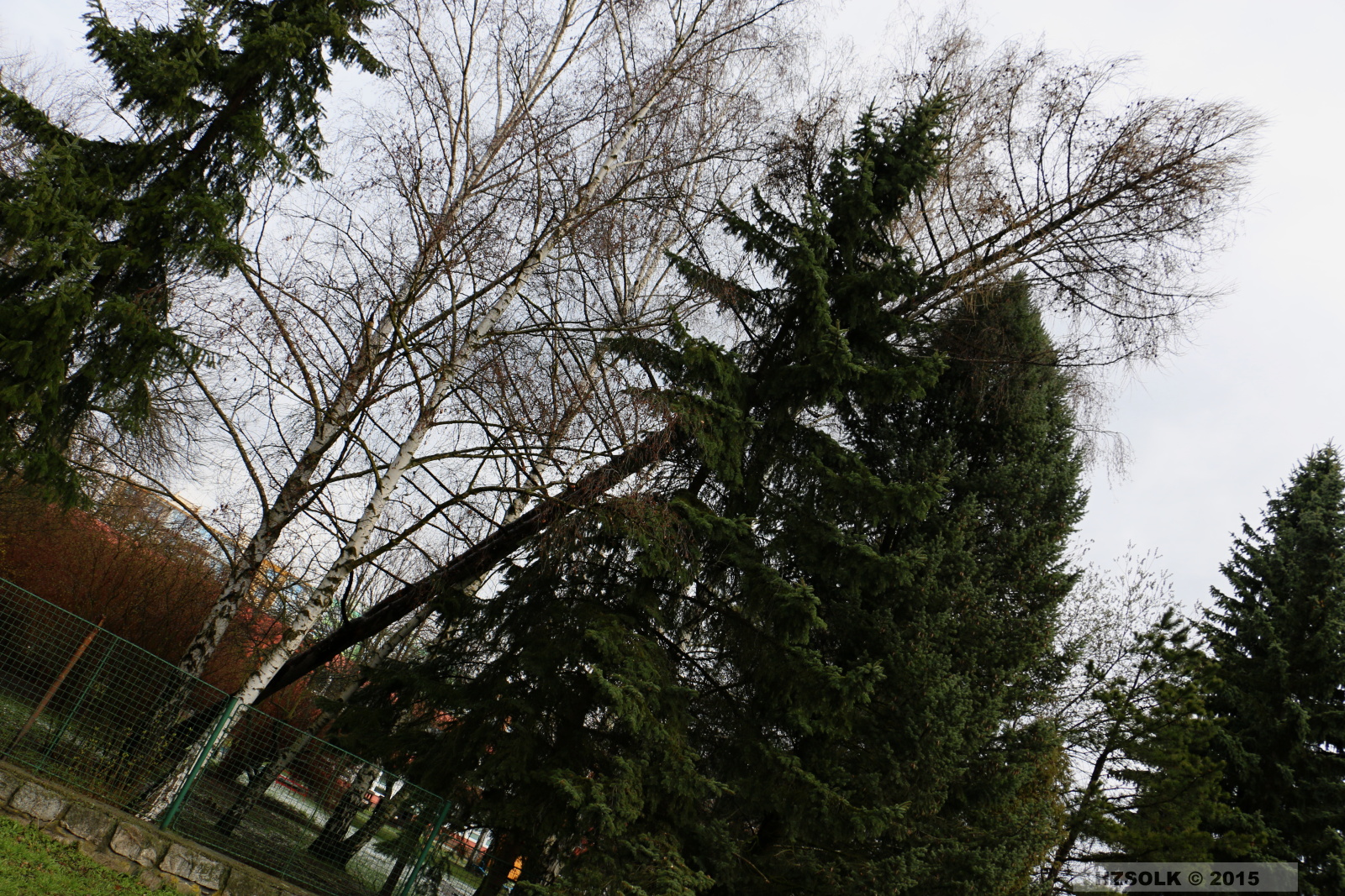 12 TP_Olomouc_Jilova_1-4-2015 odstranění stromu Olomouc (2).JPG