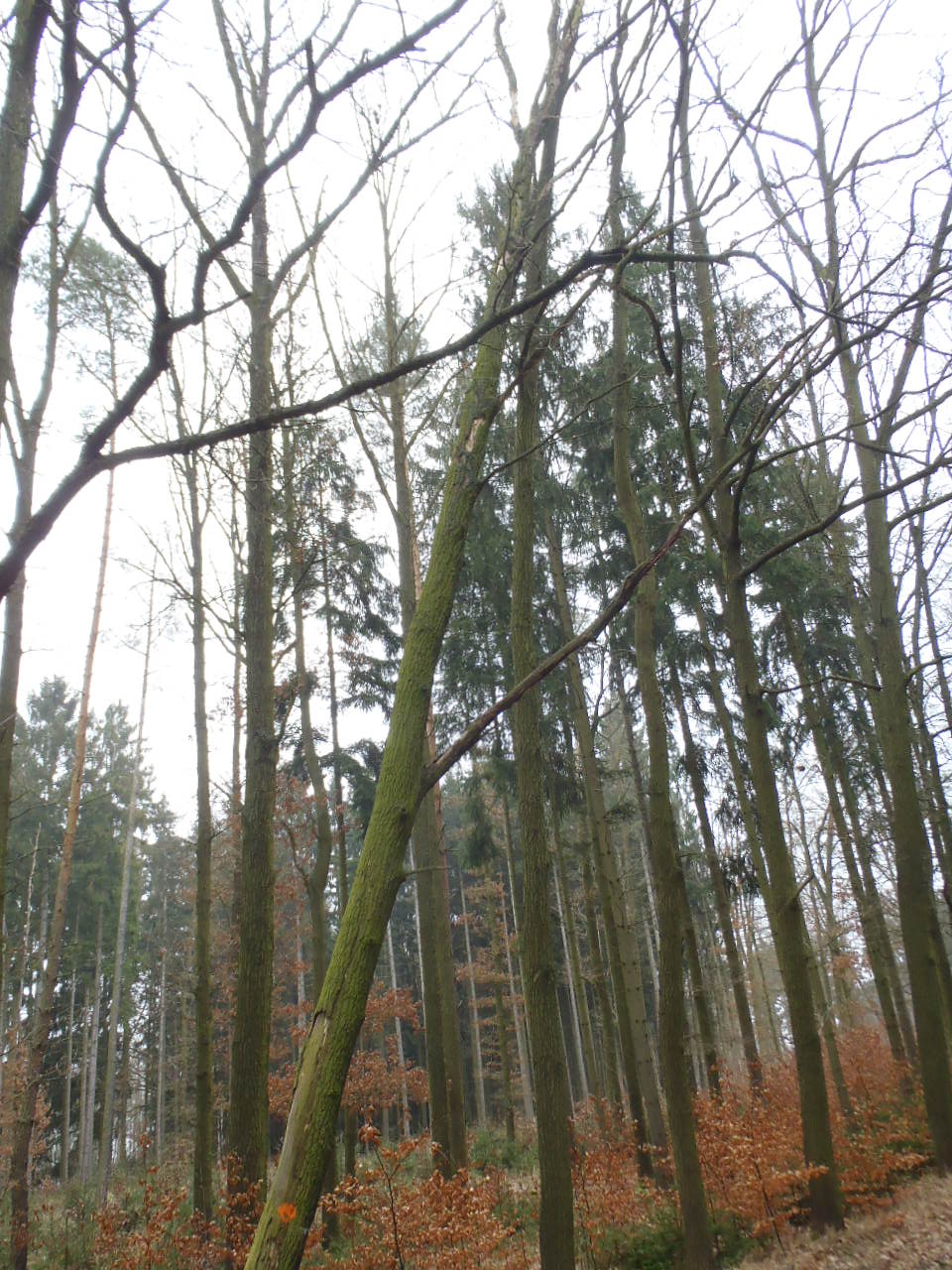13.2.2015 Kucíny - nebezpečný strom nad silnicí.JPG