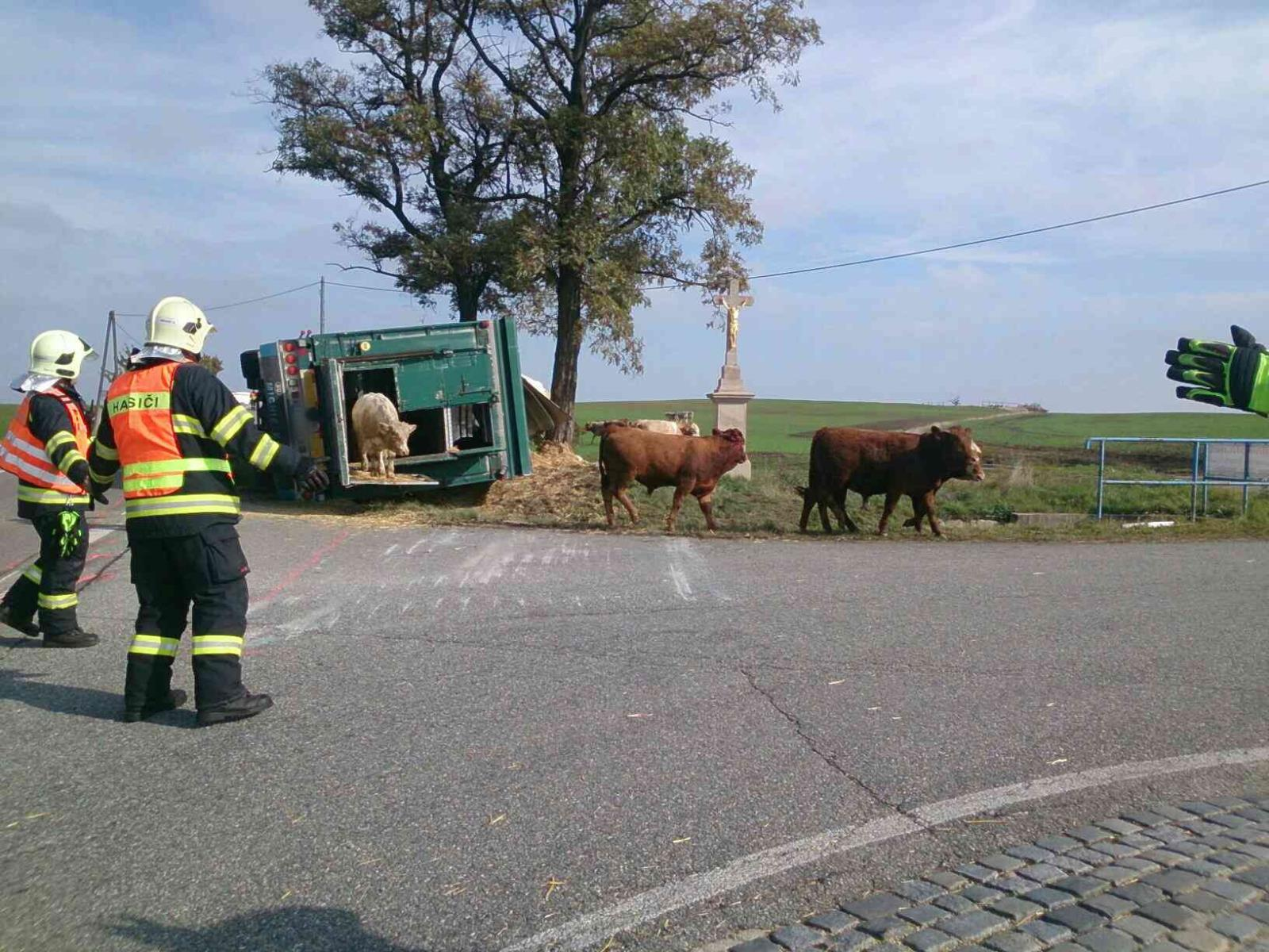 14. HZS JMK_Na Znojemsku havaroval kamion převážející dobytek_2.png