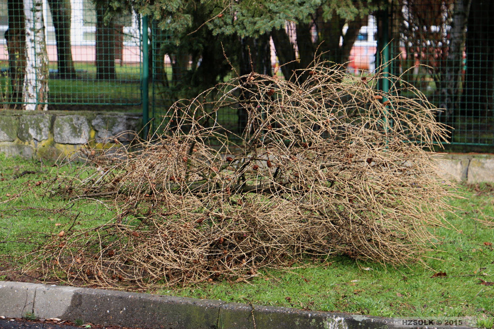 15 TP_Olomouc_Jilova_1-4-2015 odstranění stromu Olomouc (22).JPG