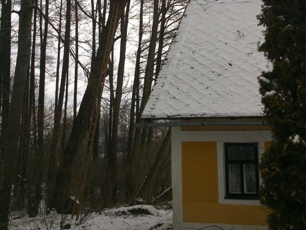 16.3.2016 strom Splž (KT 12.33).jpg