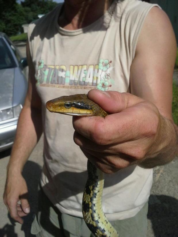 2 Odchyt hada, Český Krumlov - 13. 6. 2015 (2).jpg