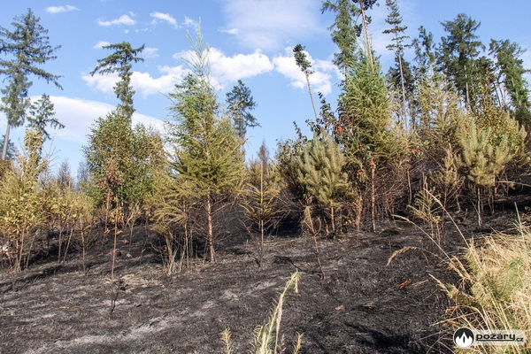 2015_07_20_Pozar_lesa_Mikolajice_-_Kozak (4)m.jpg