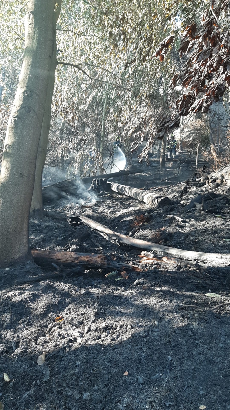 2022-07-31 at 08.08 Požár v NP České Švýcarsko