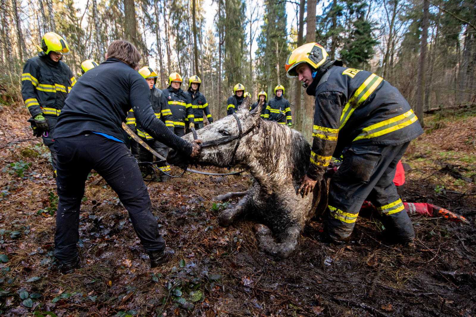 2024_07_12-Zachrana_kone (9).jpg