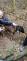 2025_05_14-Zachrana_fena_Dobrecov (6)