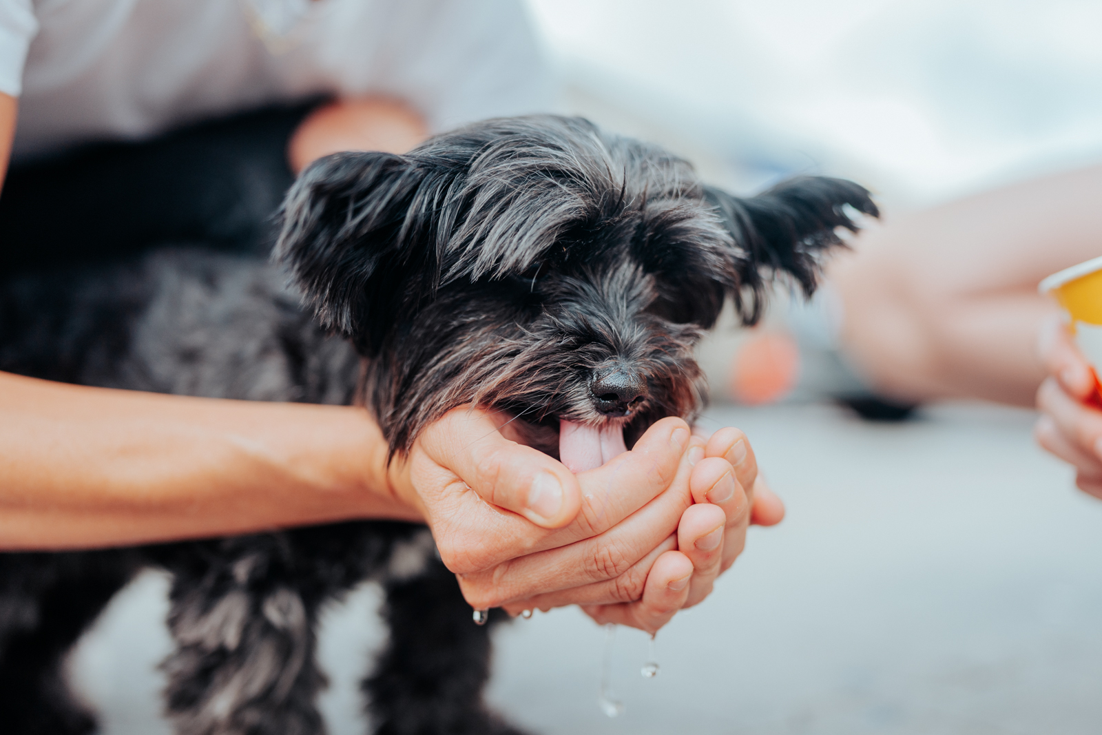 2025_07_21-Zachrana_psa_Ostrava (7).jpg