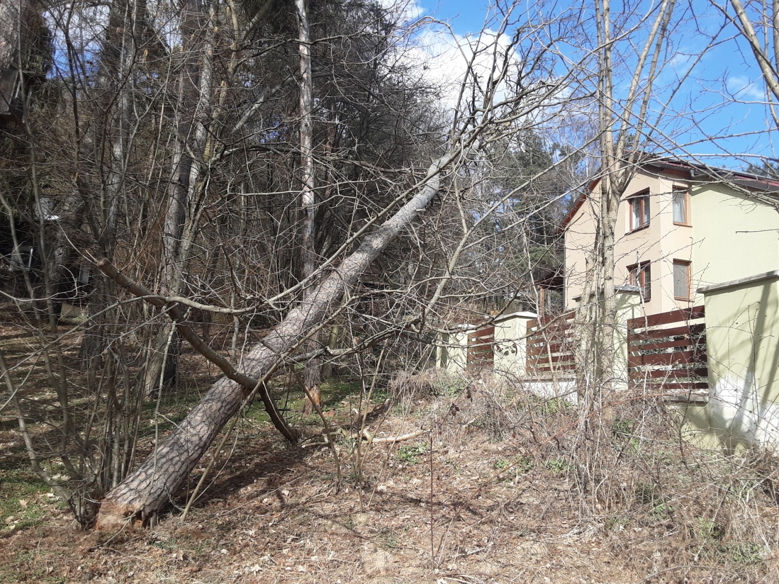 2026-03-14 strom Kunštát.jpg