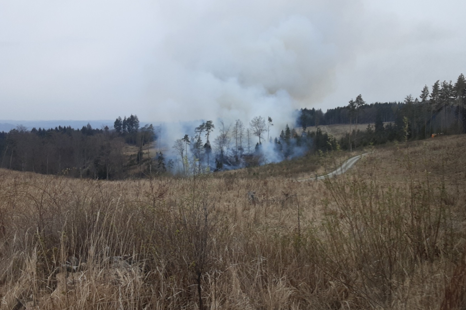 2026-04-12 P lesa Doubravice nad Svitavou (1).jpg