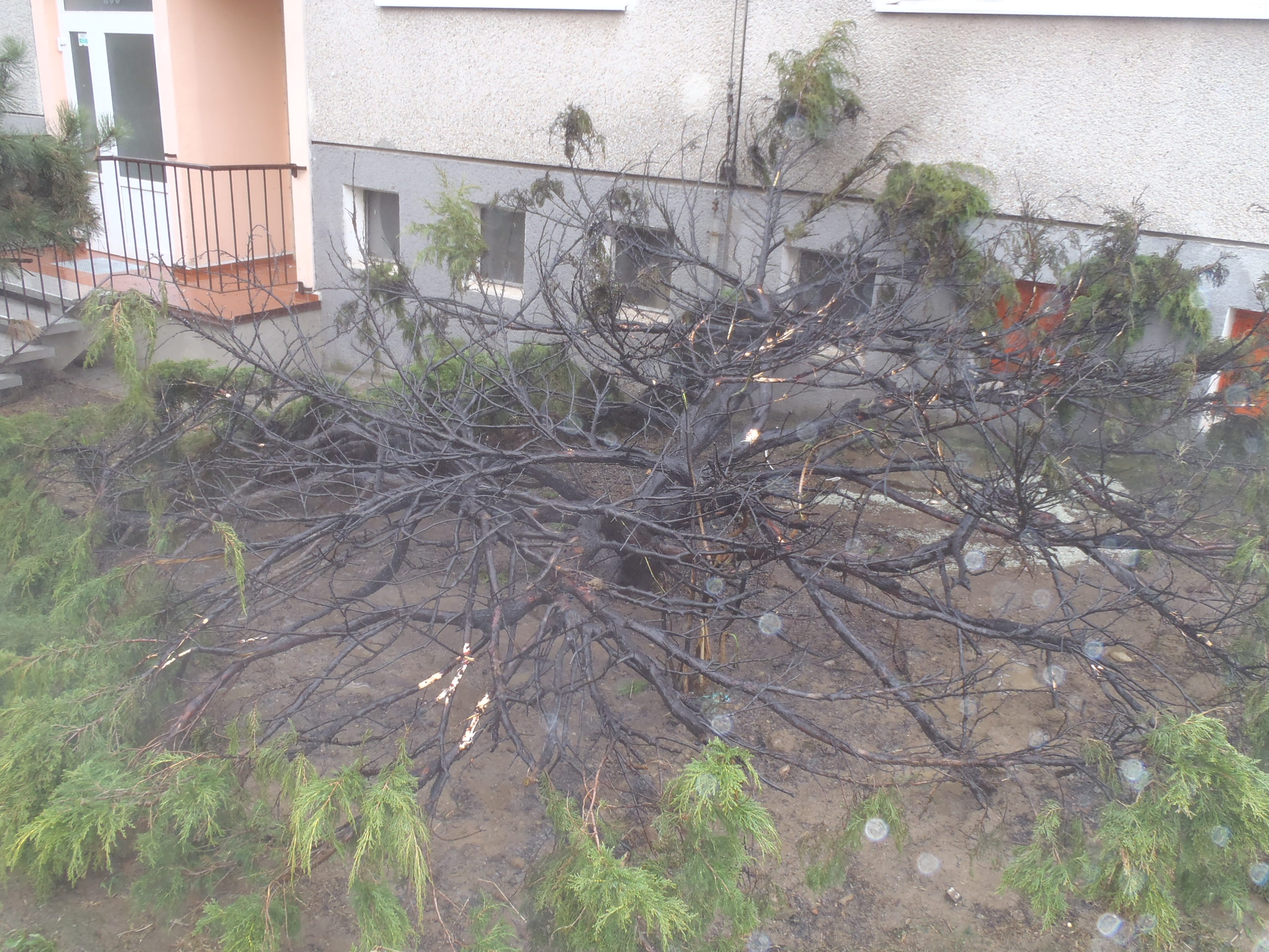 22.4.2015 požár túje Domažlice.JPG