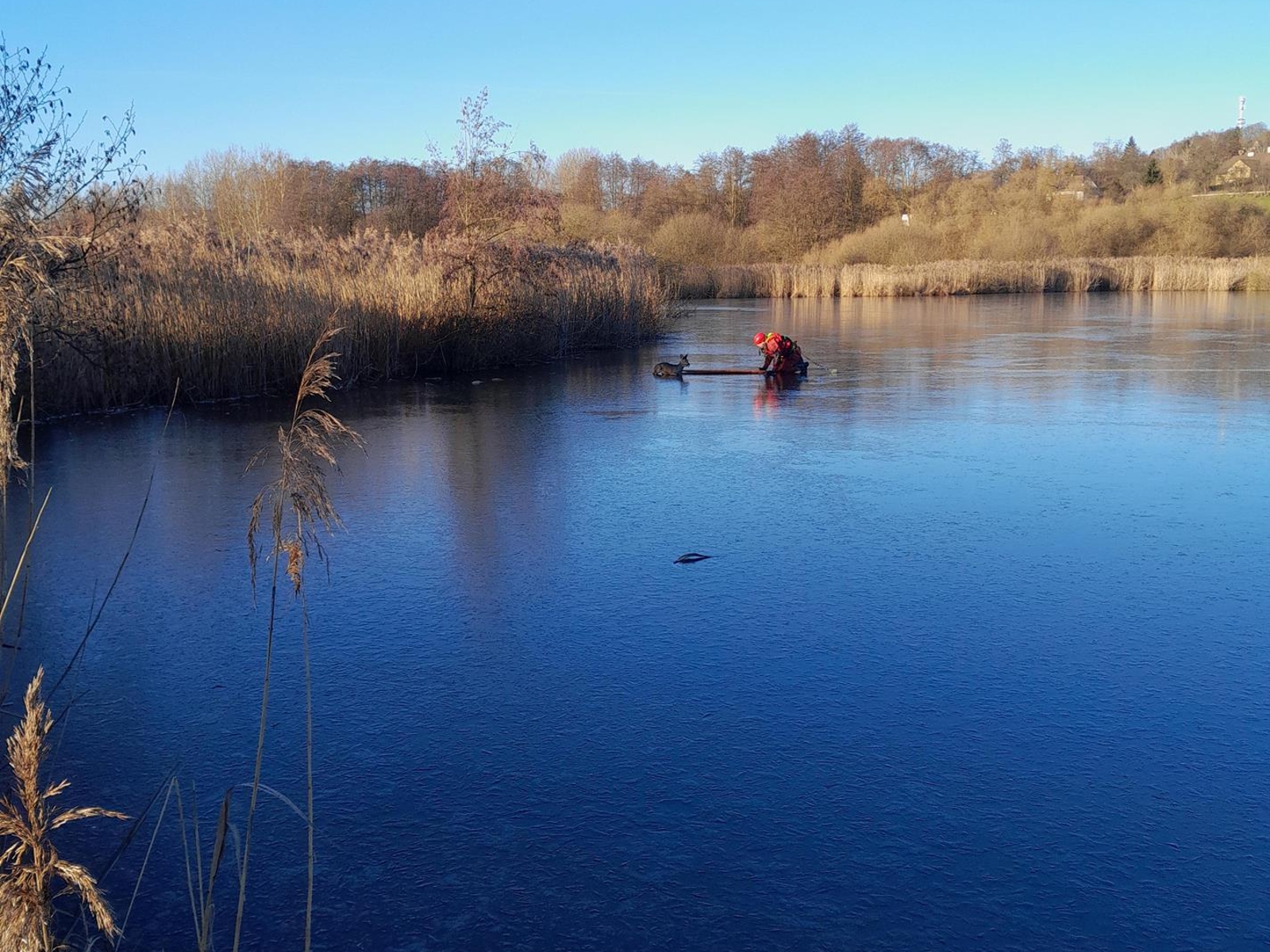 281225-Záchrana srnky z rybníka u Nového Strašecí na Rakovnicku.jpg