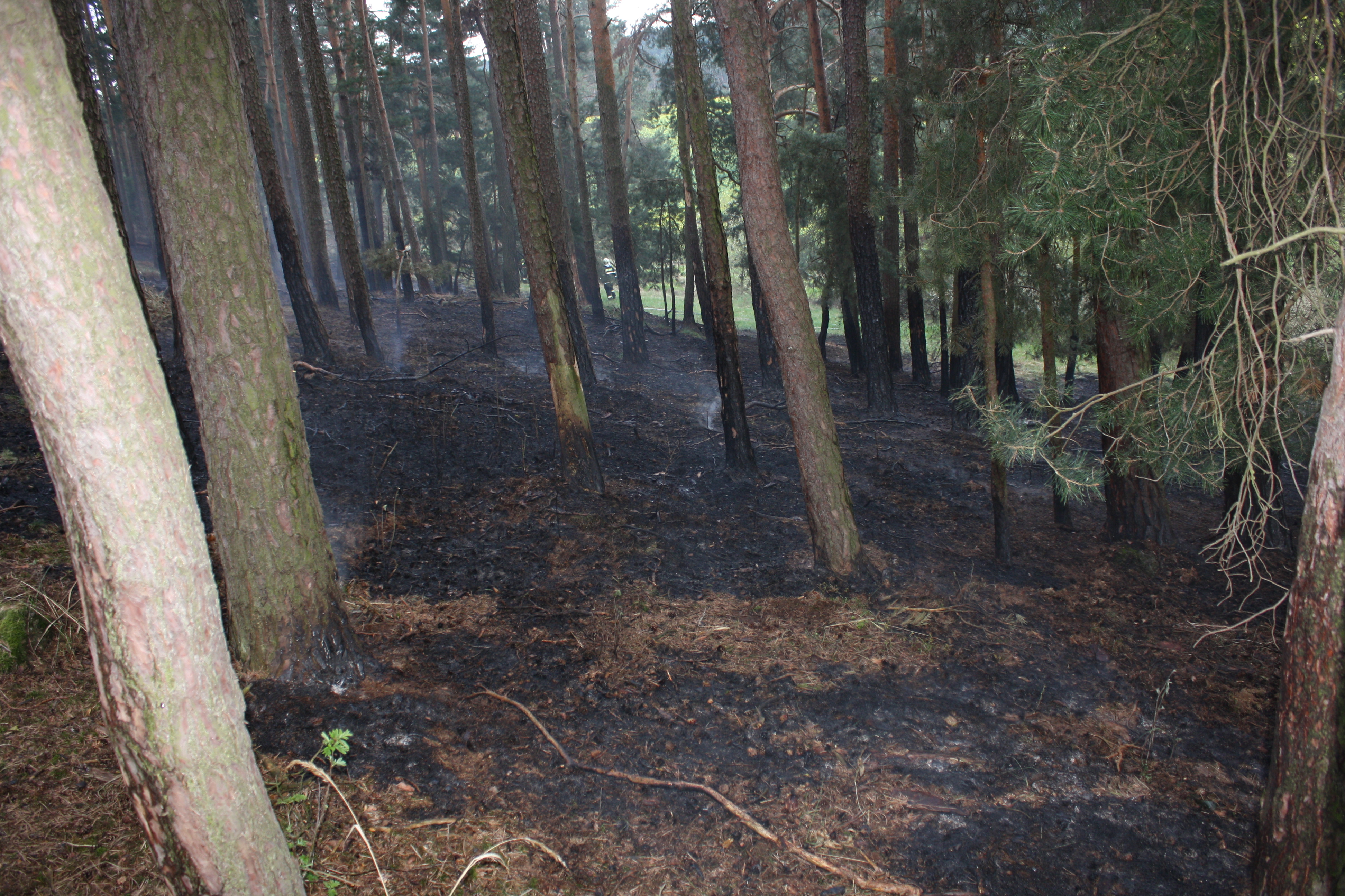 3 Požár lesa, Hněvkovice - 21. 4. 2014 (5).JPG