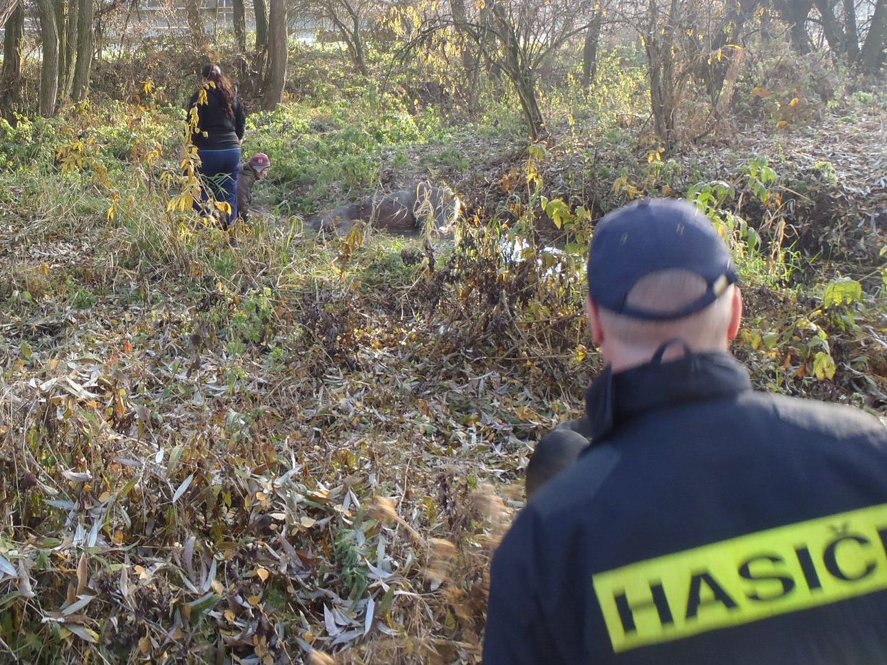 3.11.2015 ZOZ - záchrana koně Únehle.JPG