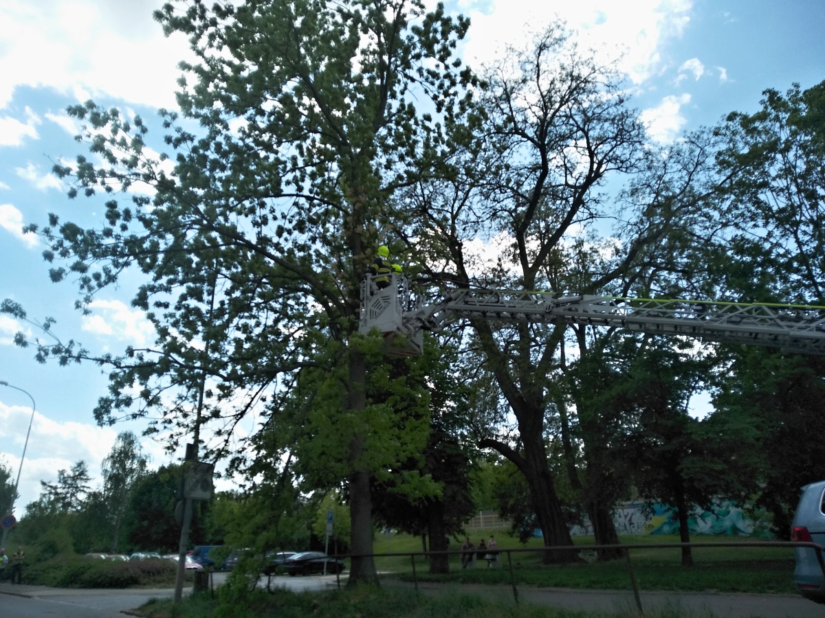 8 Strom přes cestu