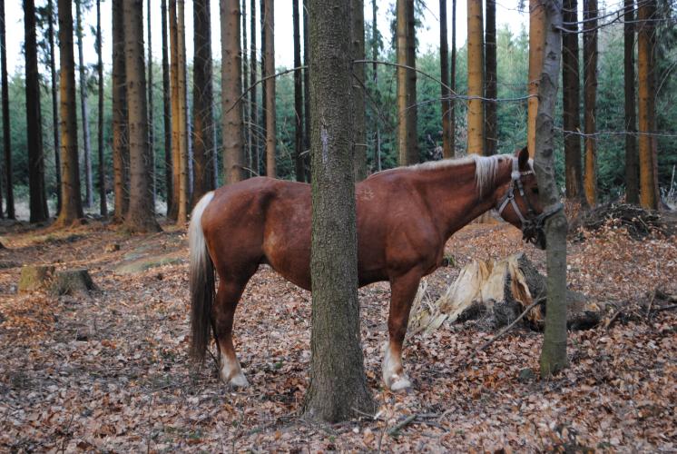 Převážejícím zvířatům se naštěstí nic nestalo