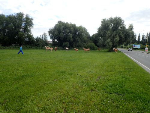 DivokyzapadHlucin (1).JPG