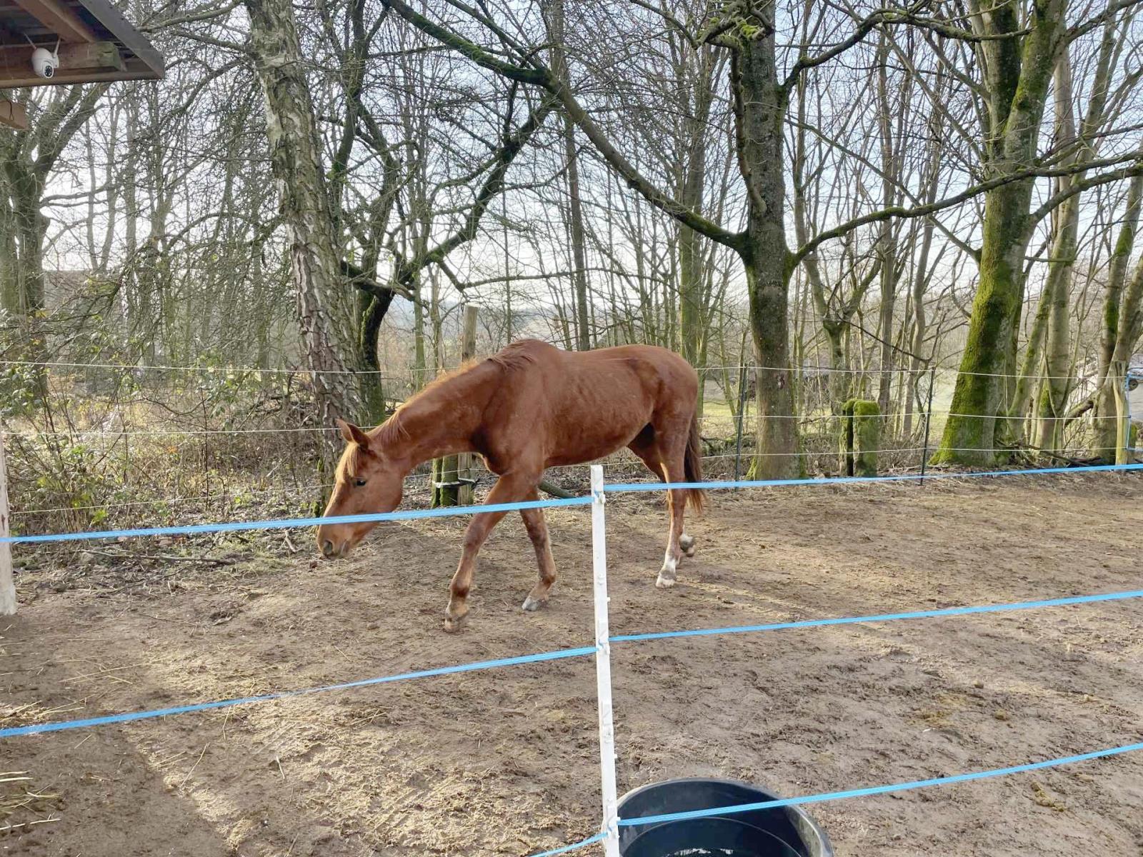 Foto – záchrana koně