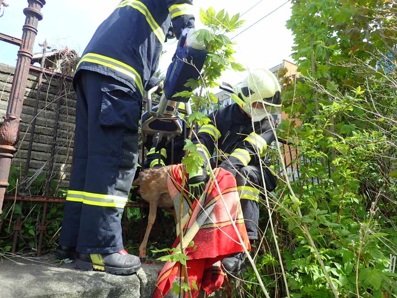 LIK_hasiči srnečka vysvobozují z plotu.jpg