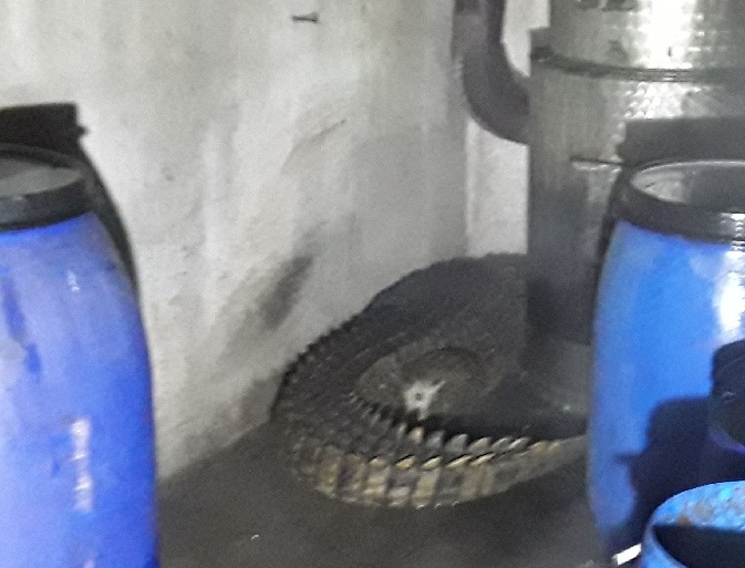 OLK_krokodýl nilský při požáru zahradního domku.jpg