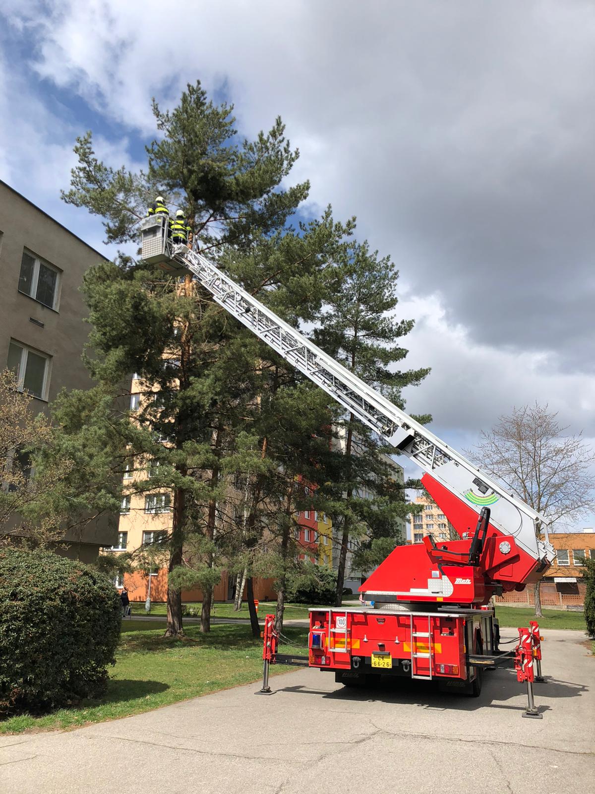 Odstranění stromu, České Budějovice - 6. 4. 2021 (1).jpg