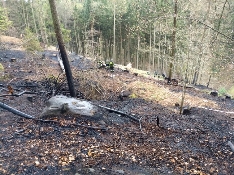 P lesa, Zámostí.jpg