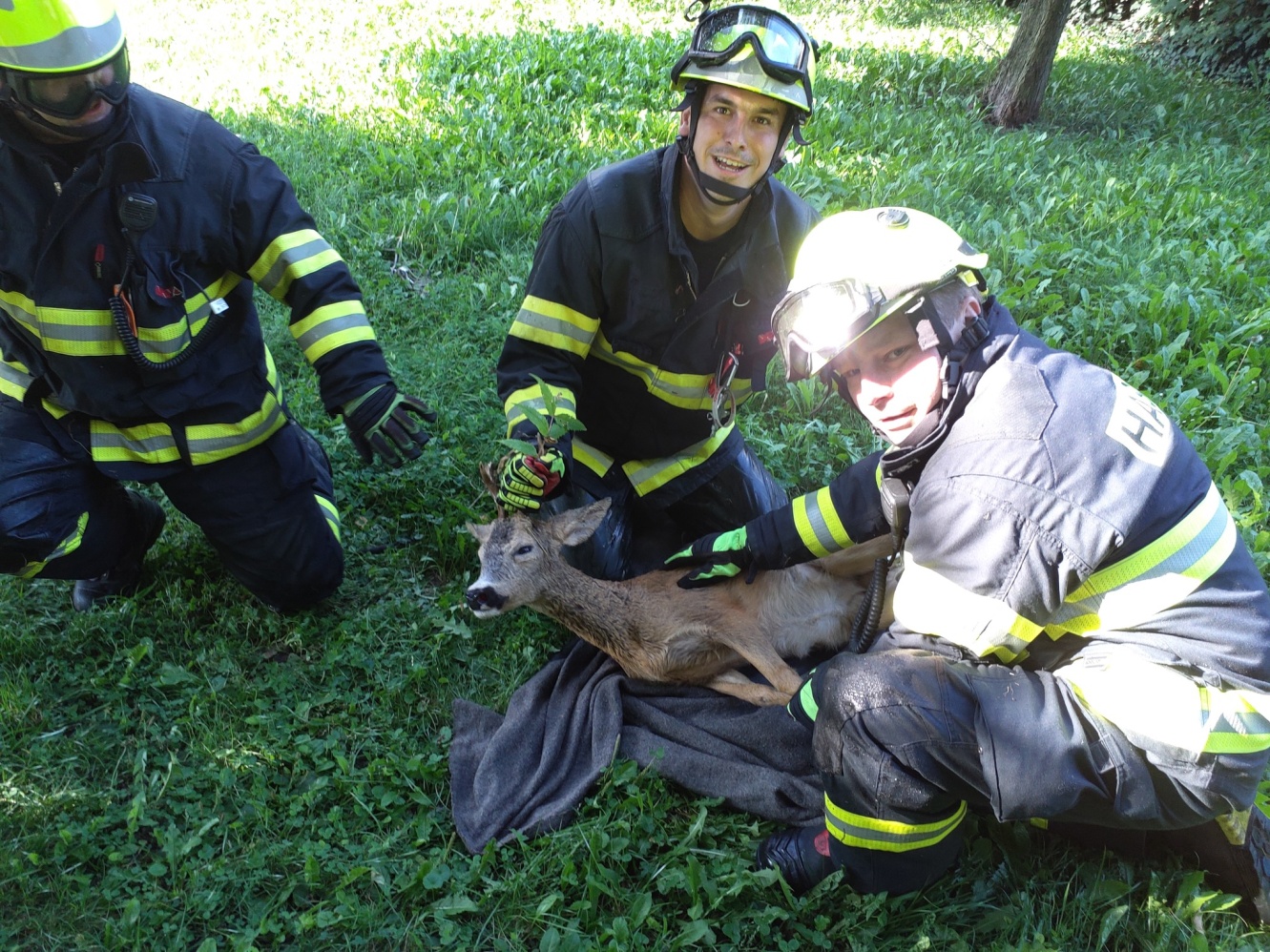 PAK_Záchrana srnečka z Tiché Orlice v Chocni_srneček v bezpečí na břehu.jpg