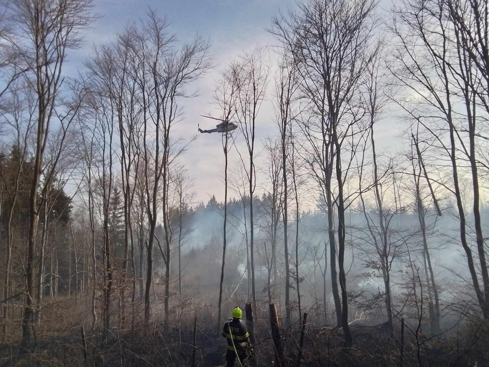 Požár mladého lesa