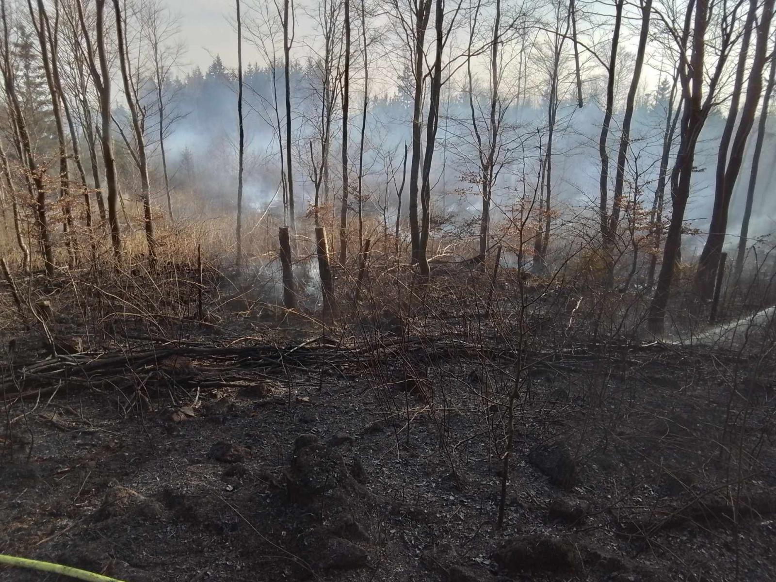 Požár mladého lesa