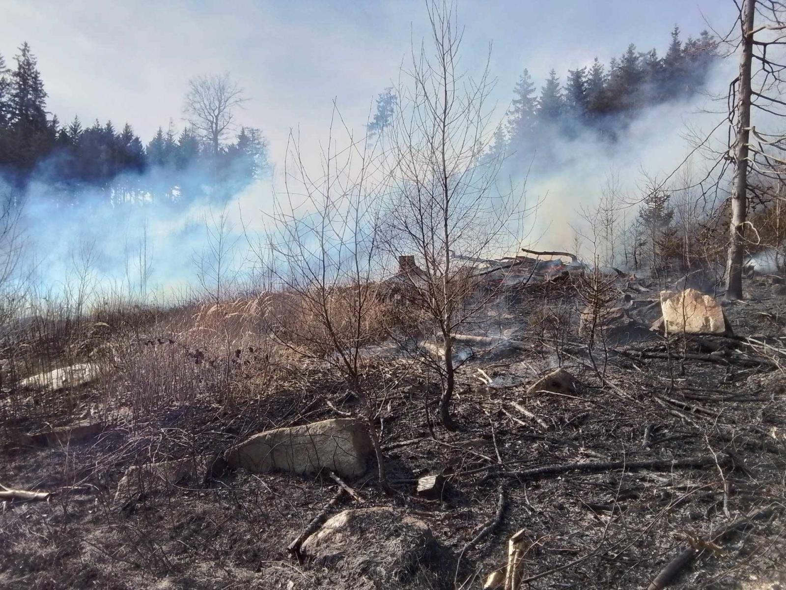 Požár mladého lesa