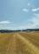 Požár pole, Toužín - 13. 7. 2023 (2)