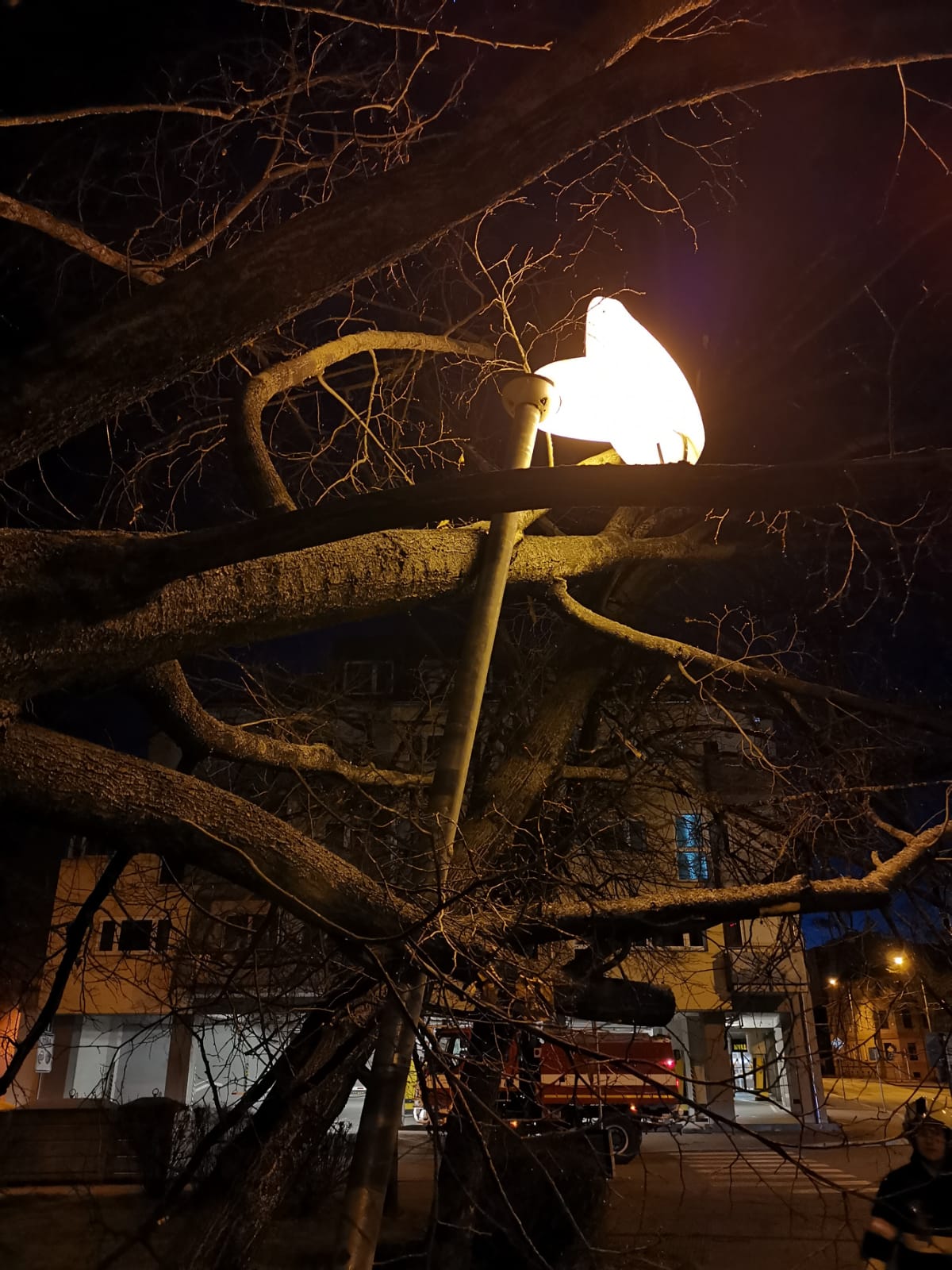 Spadané stromy, České Budějovice - 10 2. 2020 (5).jpg