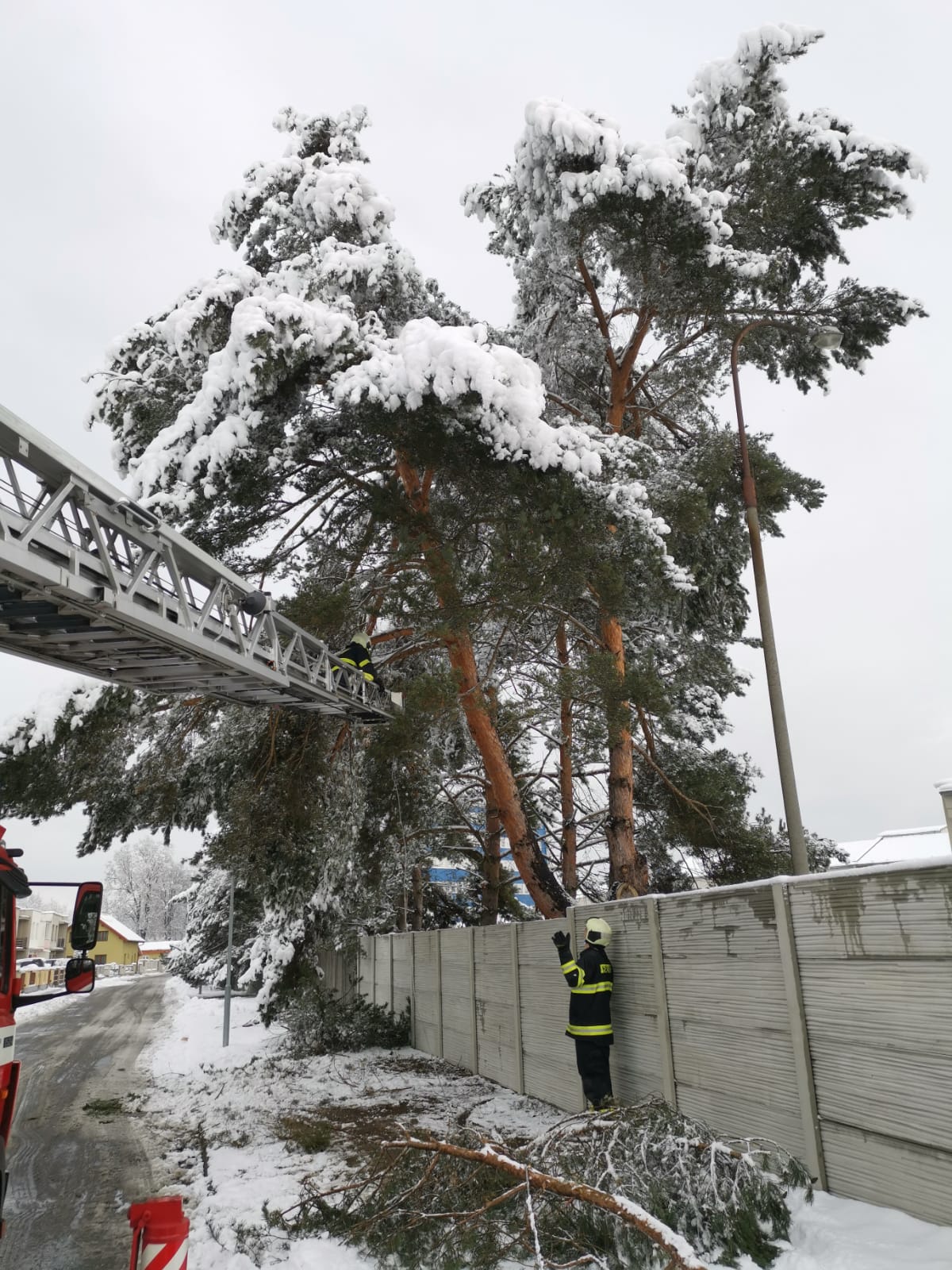 Spadané stromy, České Budějovice - 7. 1. 2021 (10).jpg