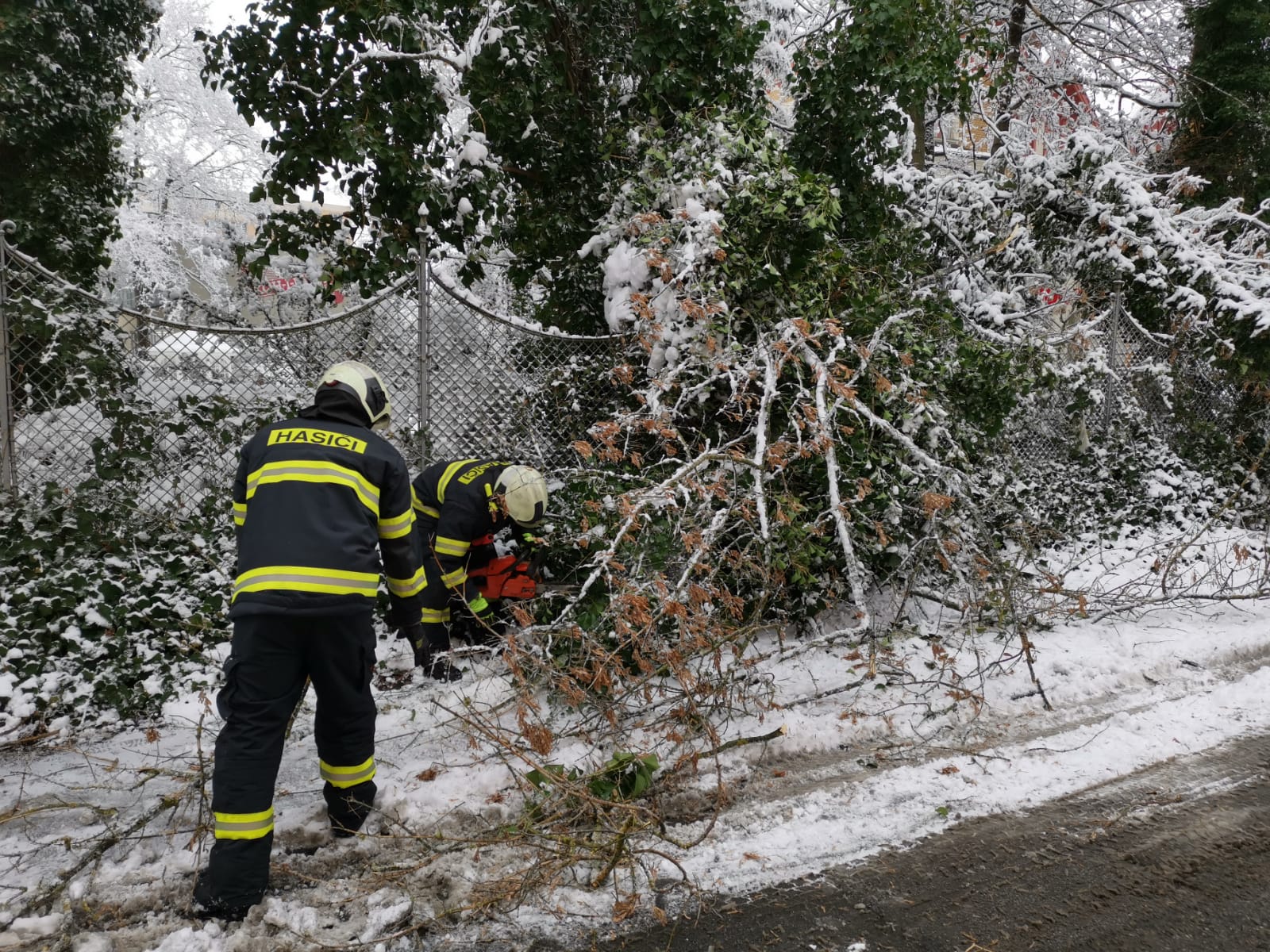Spadané stromy, České Budějovice - 7. 1. 2021 (2).jpg