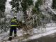 Spadané stromy, České Budějovice - 7. 1. 2021 (2)