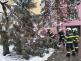 Spadané stromy, České Budějovice - 7. 1. 2021 (8)
